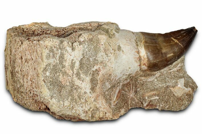 Fossil Mosasaur (Thalassotitan) Tooth in Jaw Section - Morocco #331245